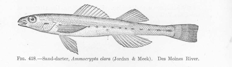 Ammocrypta clara Jordan & Meek, 1885